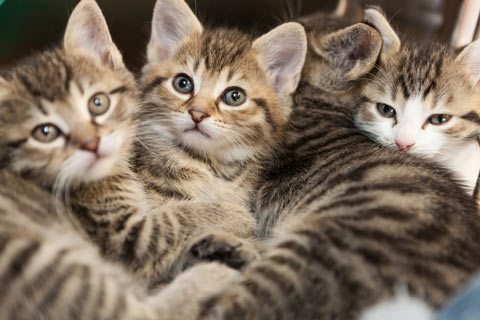 One scratching post is not enough if you have multiple cats.