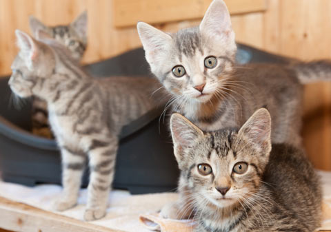 Train your cat to use a cat scratching post.