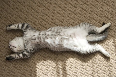 Cats scratch carpet when they are upset about something.